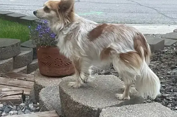Help Find Maple: Missing in Palmer Park