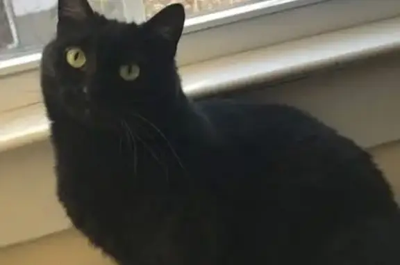 Missing cat Ladson, photo: Lost Black Cat: Chubby, Short-Legged, Ladson