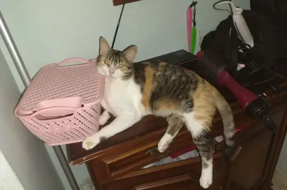 ¡Ayuda! Gata Tricolor Perdida en Málaga