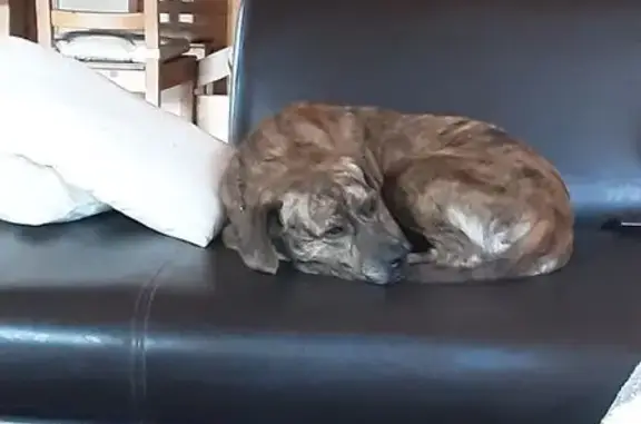Chien trouvé , photo: Chien trouvé à Berre-l'Étang, pucé