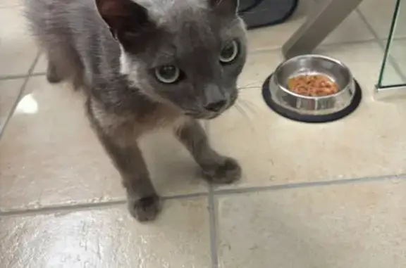 Chat trouvé , photo: Chat gris câlin trouvé à Saint-Cyprien