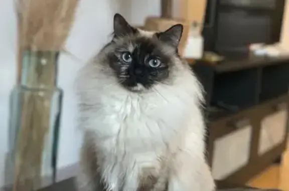 Chat perdu, Mondelange, photo: Chatte Perdue: Mia, 6 ans, Mondelange