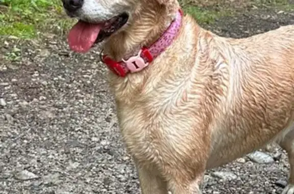 Lost pets , photo: Lost Dog in Manchester, NH: Scarred Leg