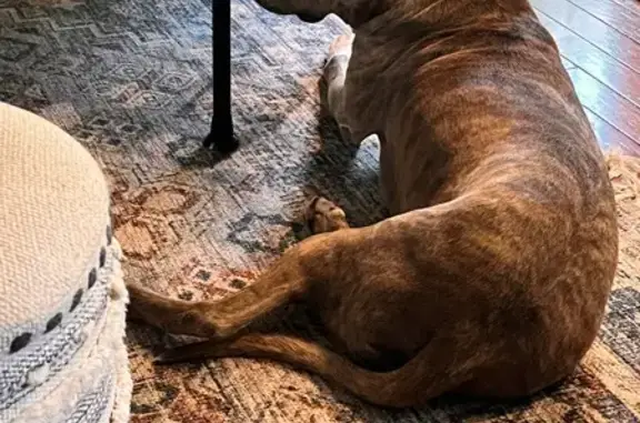Lost and found pets , photo: Found Dog on Tommy Oliver Rd, 821