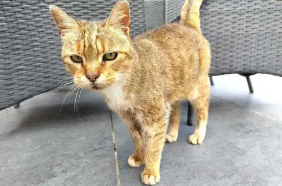 Chat perdu, Merville, photo: Chat Perdu: Rue Henri Pruvost, Merville