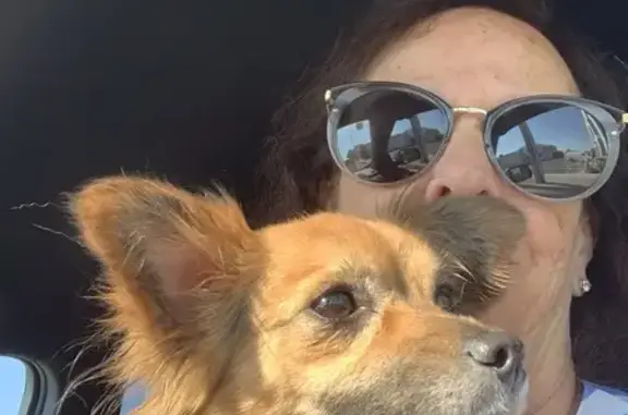 Found dog Orlando, photo: Found: Fox-Like Dog in Orlando Area
