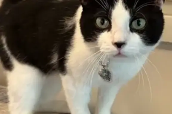 Lost Friendly Cat: Reward in Olathe 12877