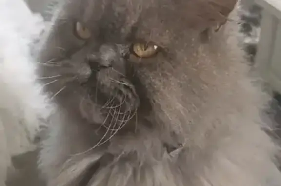 Chat perdu, Marly, photo: Chat gris perdu, poils longs, collier bleu
