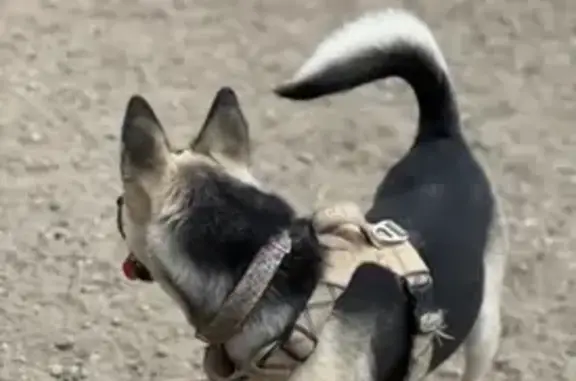 Lost Husky Mix Near Woodhill Canyon
