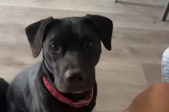 Lost Black Lab Mix in Phoenix: Help Find Her