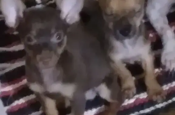 Lost Chihuahua: Scared & Missing in FW