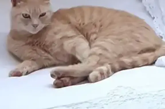 Chat perdu, Carnac, photo: Chat roux perdu à Carnac depuis juillet 2025