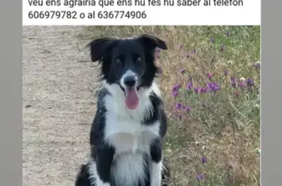 Perro Perdido en Palamós: Negro y Blanco