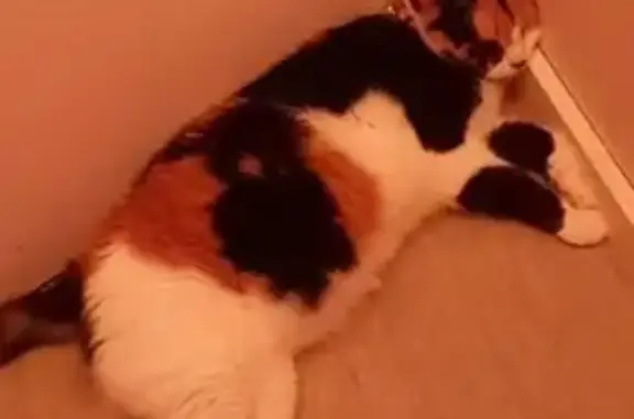 Chat perdu, Pornichet, photo: Chatte écaille de tortue perdue à Pornichet