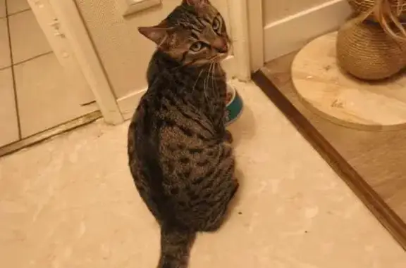 Chat tigré trouvé, câlin et propre, Chantilly - photo