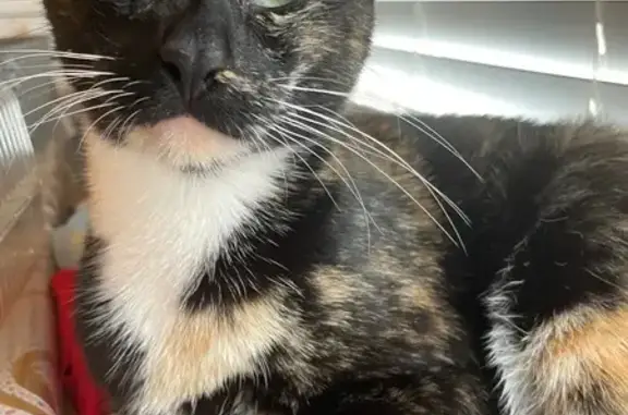 Adventurous Patchwork Cat Missing!