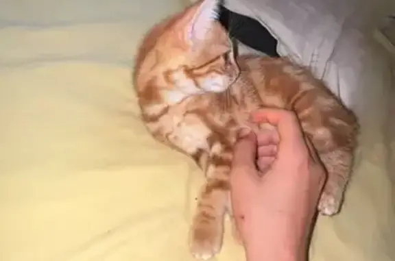 Chatte perdue, collier rose, La Chaussée - photo