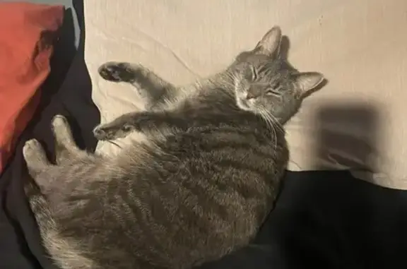Lost Cat: Gray Striped, Schererville