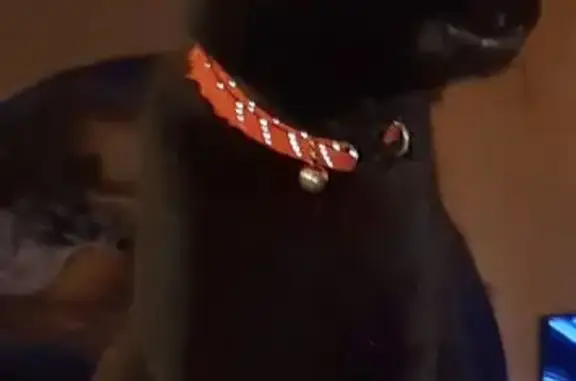 Chat noir perdu, blessé à l'œil droit - photo