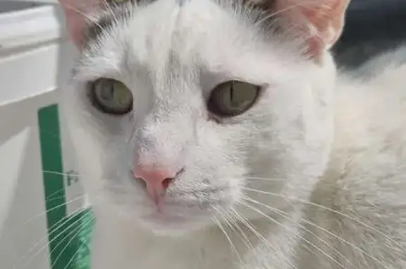 Chat perdu à Foëcy, blanc et taches brunes - photo