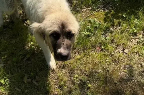 Found dog Sandstone, photo: Found: Large, Skittish Dog in Sandstone