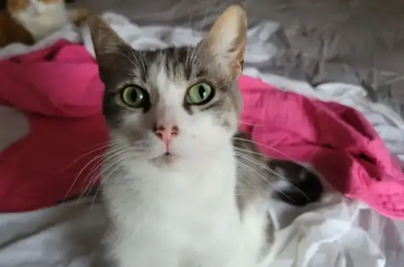 Chat perdu : Nougat, 5 ans, gris et blanc - photo