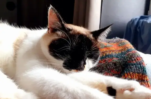Chatte perdue à Plomodiern : Mya recherchée - photo