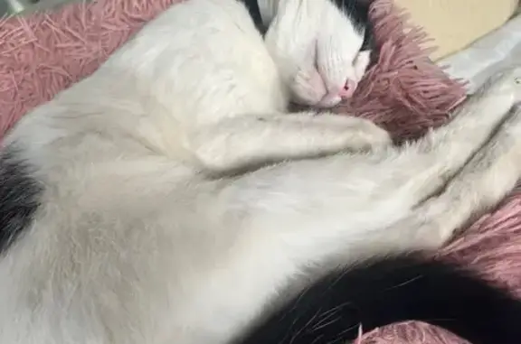 Gato Perdido: Blanco y Negro en Campo-Mijas