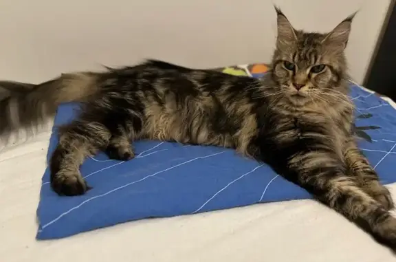 Chat perdu, Rennes, photo: Chatte Maine Coon perdue à Rennes