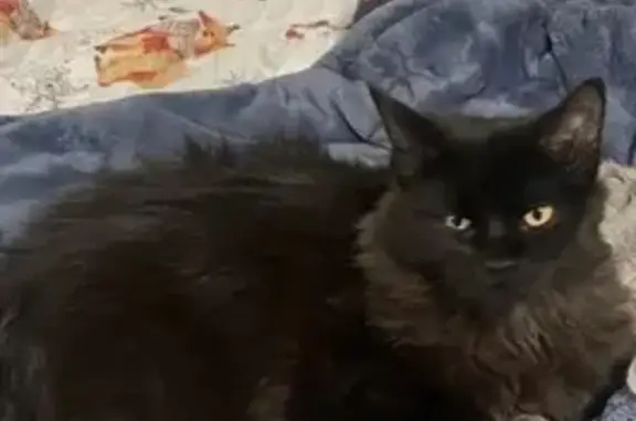 Lost Shy Black Cat: East Palatine Rd