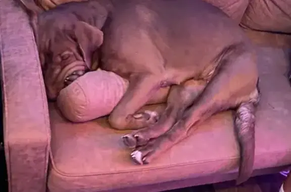 Lost Dog: Swollen Eye, Social Circle GA
