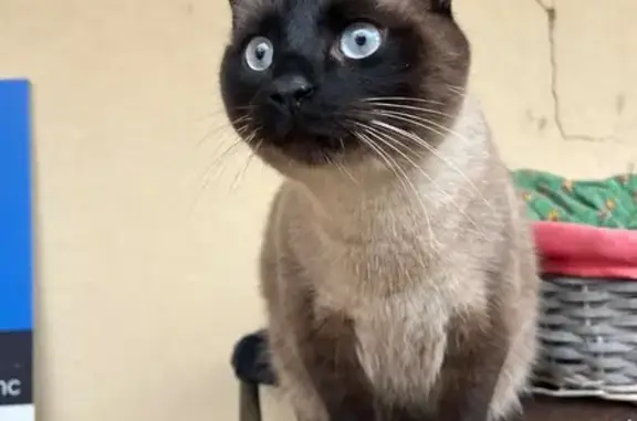 Chat siamois perdu, 3 ans, Landerneau - photo