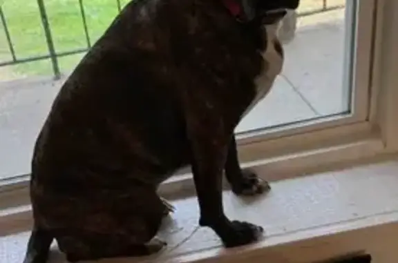 Missing dog Columbus, photo: Lost Pit Mix: Brindle Coat, Sexton Dr.