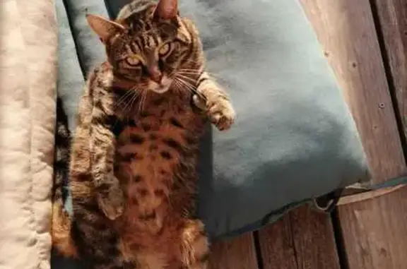 Chatte tigrée perdue à Vence - photo