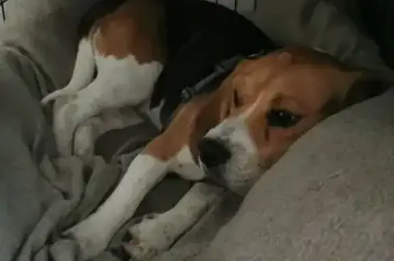 Chien perdu Mieussy, photo : Chien perdu sauvage, blessé à Mieussy
