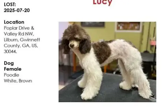 Lost Poodle: Brown & White, Poplar Dr, GA