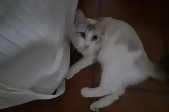 Chat trouvé Dijon, photo: Chat blanc-crème trouvé à Dijon