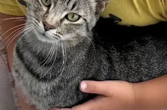 Missing cat Richmond, photo: Lost Tabby Cat on Esplanade Drive