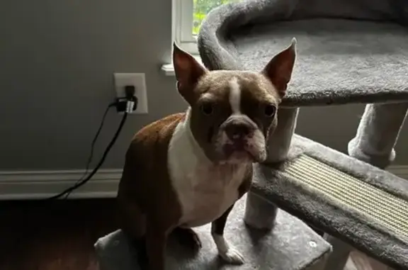 Missing dog Columbus, photo: Lost Dog: Brown & White, Tattooed - Gaige Ln