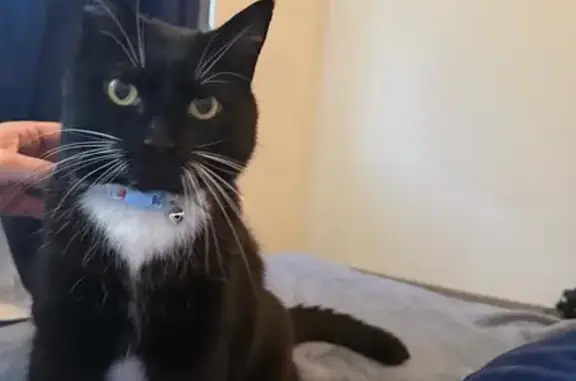 Missing cat , photo: Missing: Black Cat with White Socks