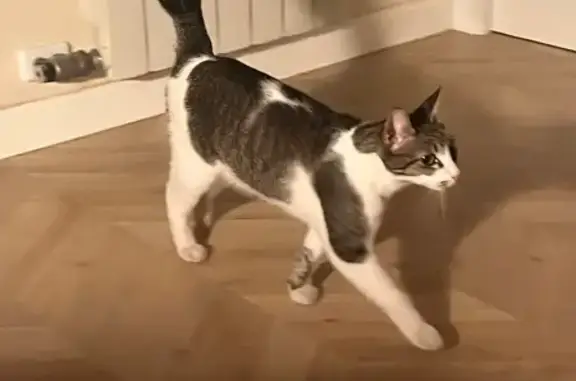 Gata Perdida: Cariñosa y Buscando Hogar