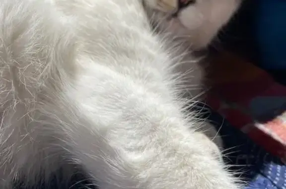 Missing Cat: Luna, Blue-Eyed & Friendly