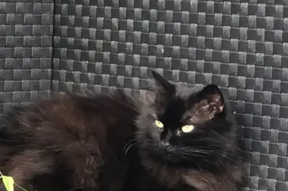 Chatte noire disparue à Herrin - photo