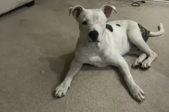 Lost One-Eyed Dog: White & Black Spots