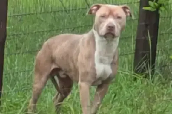 Found dog , photo: Skittish Found Dog in Morriston: Help Needed