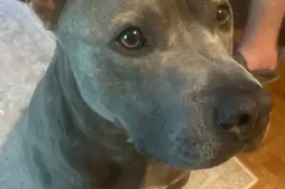 Lost Pit Bull: Friendly, Grey & White