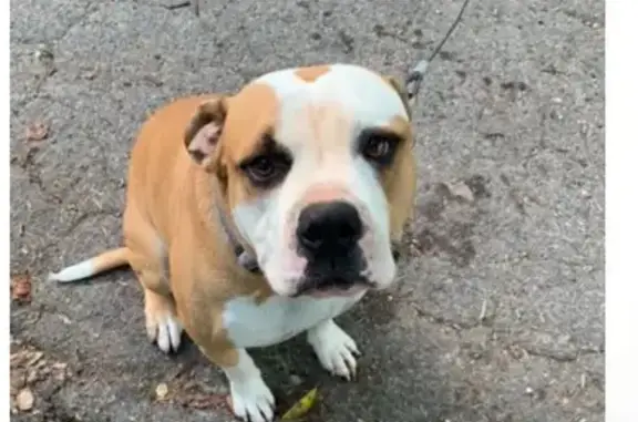 Lost Dog in Nashville: Huntington Cir