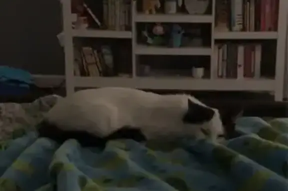 Lost Cat: White Fur, Black Ears & Tail