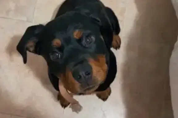 Missing dog Morton, photo: Lost Rottweiler Puppy: Athena in Morton