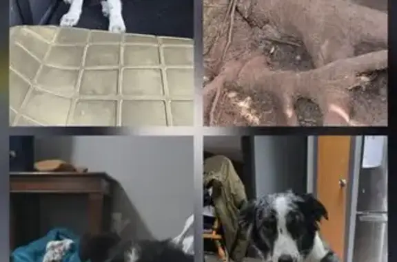 Missing dog Bohners Lake, photo: Lost Blue Merle Border Collie & Pups